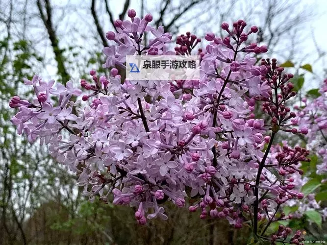春意盎然：感受丁香五月天的缤纷精彩图1