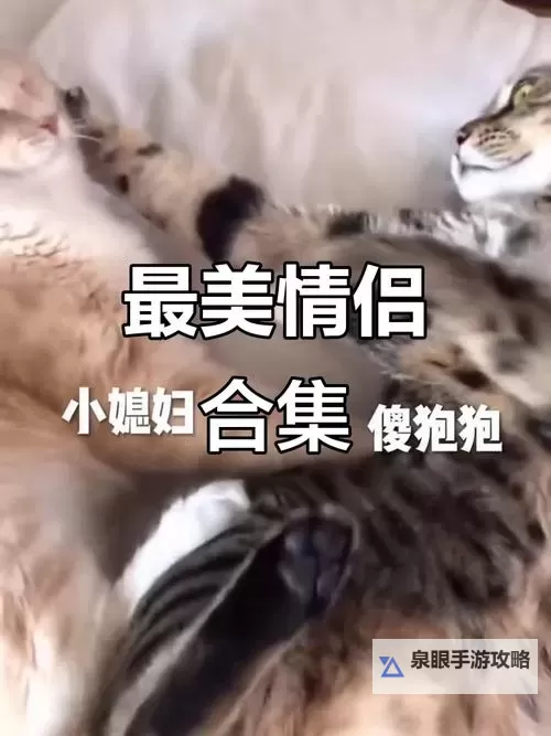 寻找最美情侣中文视频:浪漫瞬间感动心灵图1