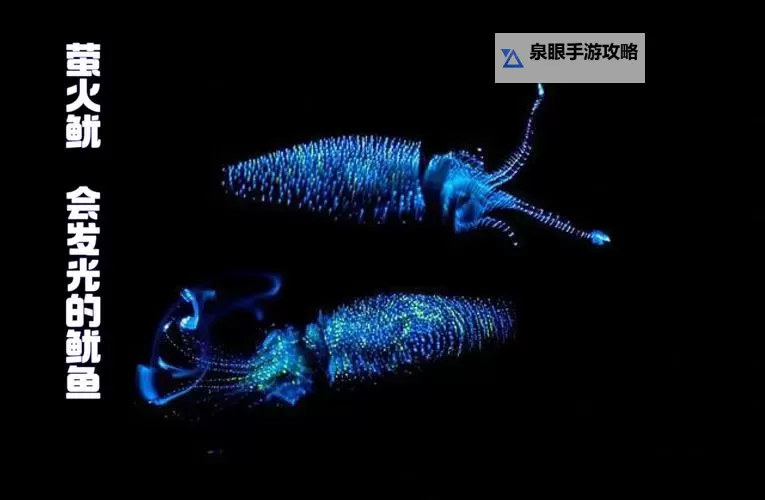 鱿鱼B25777直接进入深海探索新境界图1