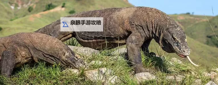 魔兽大眼睛变色龙如何获得：详细攻略与获取方法图2