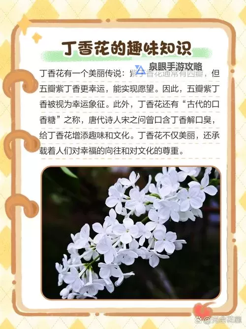 探索多元魅力:综合五月丁香的精彩展现图1