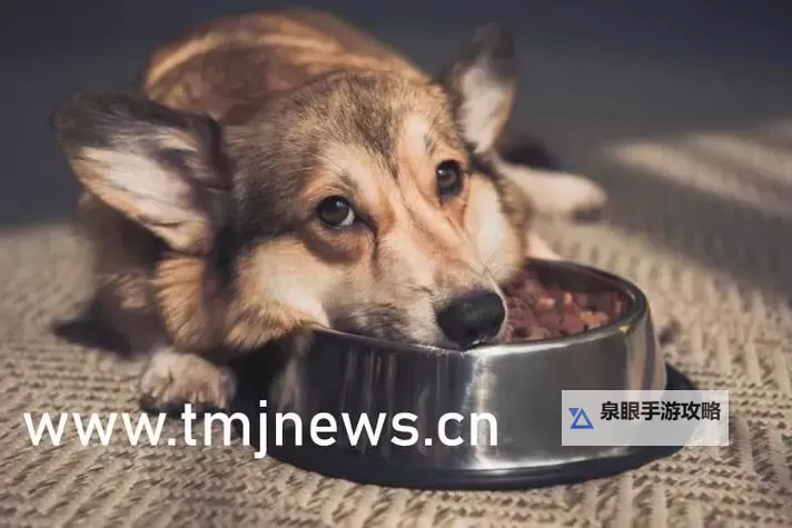 探索四虎www：揭秘其背后的故事与影响图1