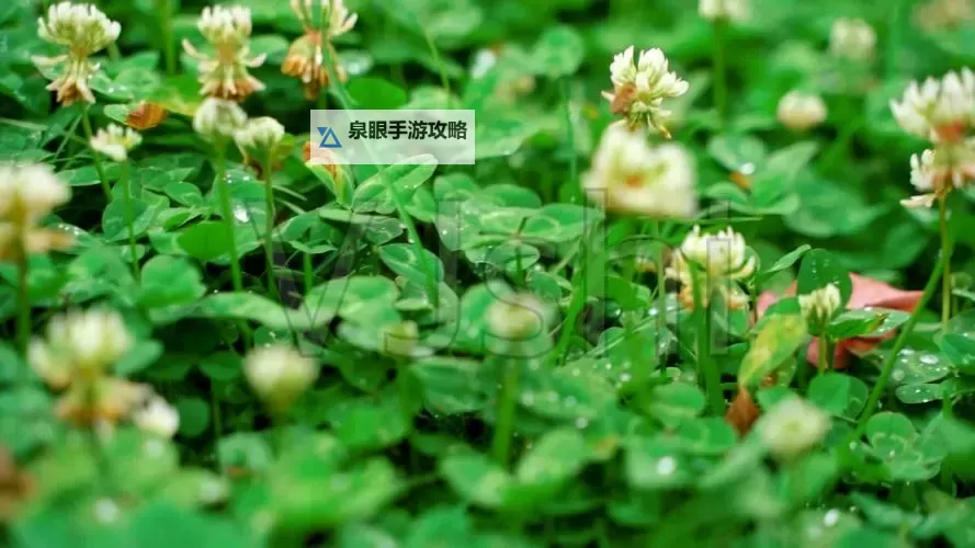 在线观看视频新体验：尽享青草视频在线的精彩内容图1