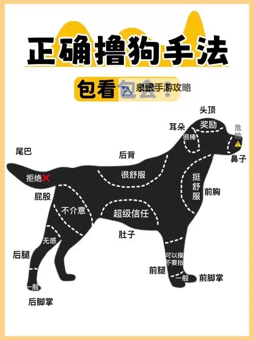 怎么让狗狗进入自己的房间门的有效方法详解图2