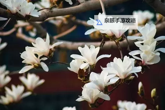 张筱雨花浴:一场绽放的美丽盛宴图1