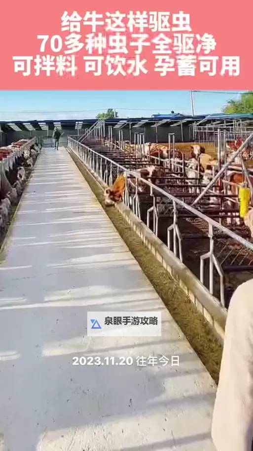 如何有效地实现怎么驱赶牛的方法与技巧图2