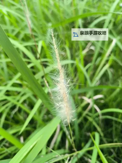 亚洲综合久久小草：见证岁月变迁的绿色坚韧图1