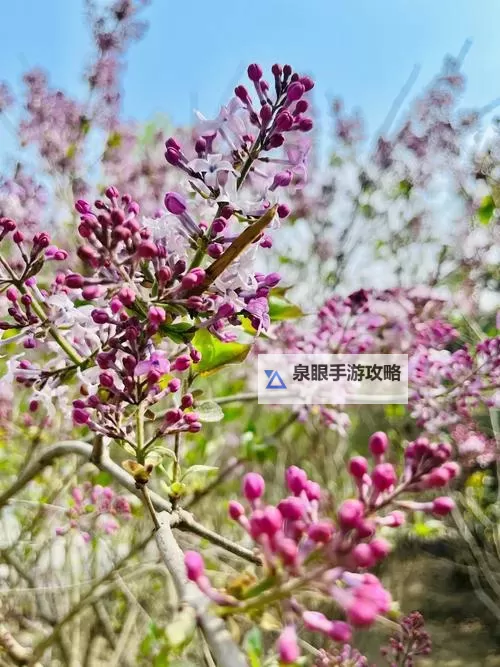 精选点评：五月丁香综合最新动态解析图1