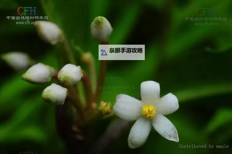 混元珍珠伞木属性什么功能详解及应用介绍图1