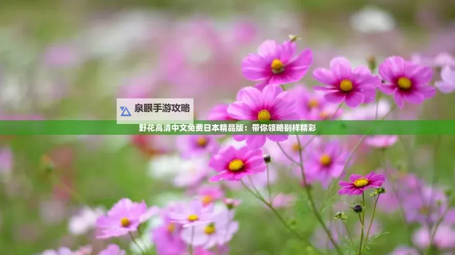 日本野花高清中文免费欣赏指南图1