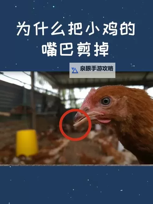 用嘴巴吃鸡为什么会大：揭秘背后的科学原理图2