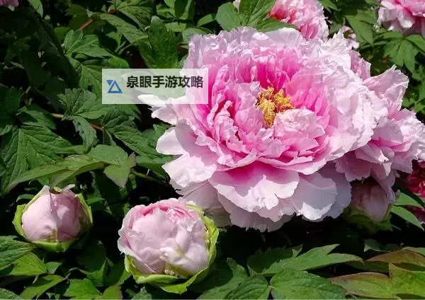 国色天香果冻传媒引领创意新潮流，打造视觉盛宴图1