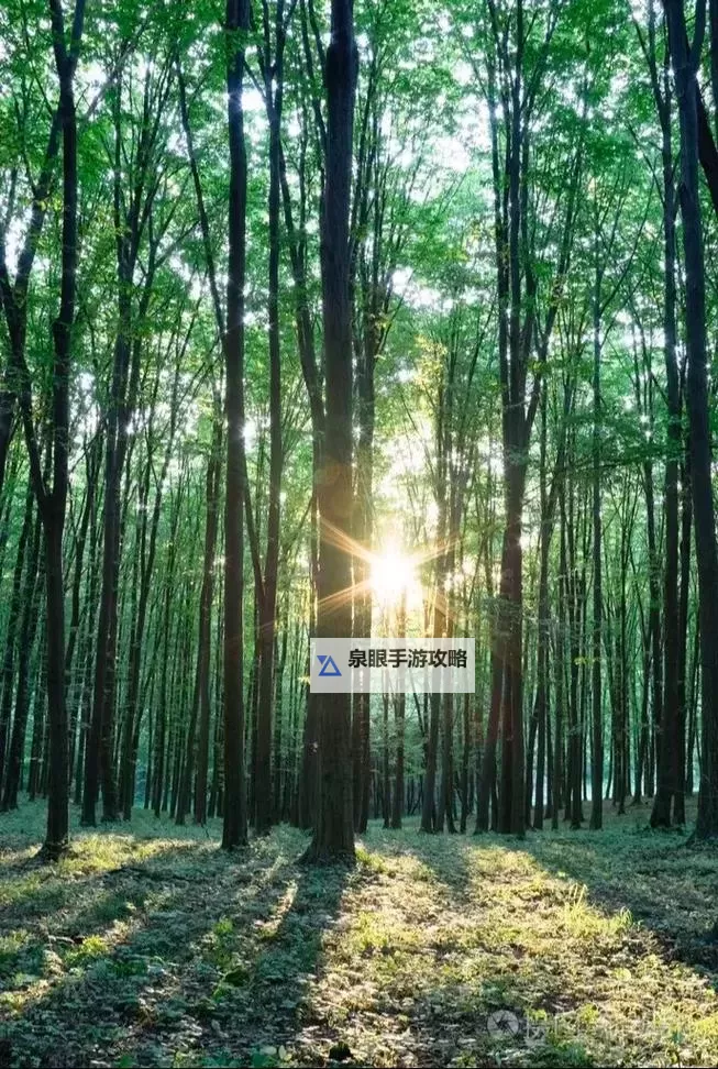 DNF锻造最快的办法解析:提升效率的实用技巧图1