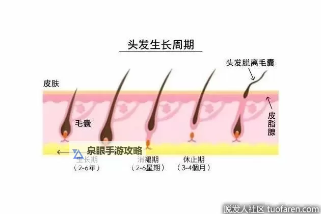 岳的毛太浓：探秘浓密毛发背后的故事图1