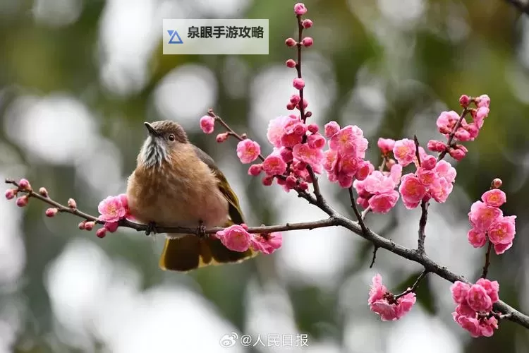 8xx88xx2112海外华人免费视频:精彩内容一网打尽图1