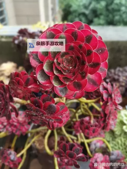 紫霞法师锦是怎么变异的:背后的秘密与原因分析图2