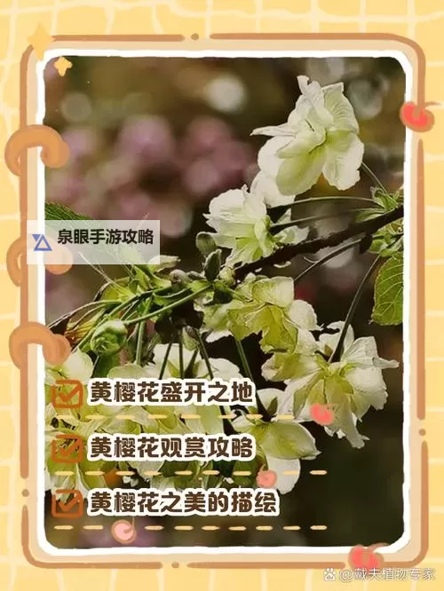 樱花免费广告弹窗入口观看全新体验，畅享樱花之美图1