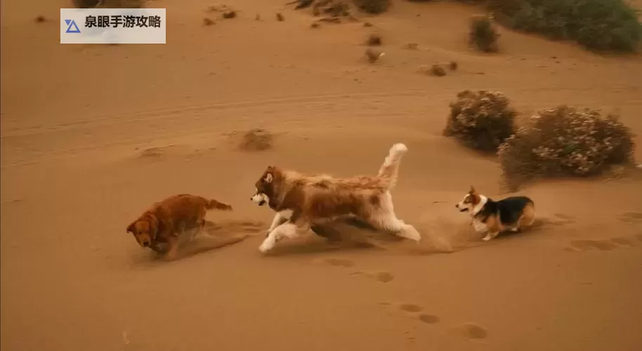 我与自己养的金毛做了难忘的一次野外探险图1