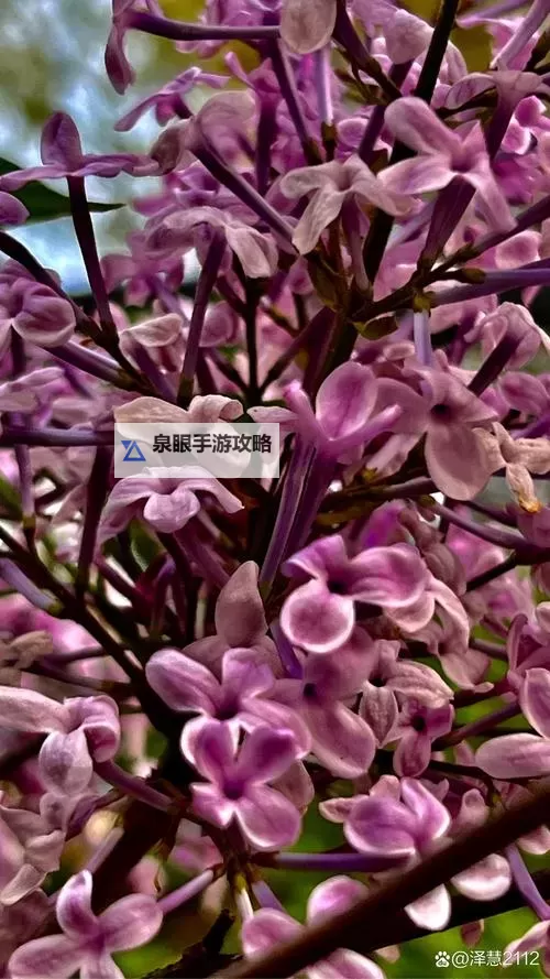 五月丁色：春意盎然中的温暖色调图1