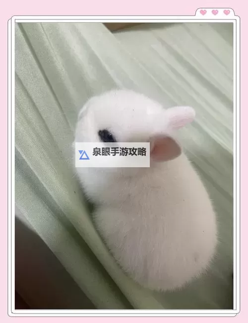 放松心情必看：疗愈系自我安抚小兔兔视频推荐图1