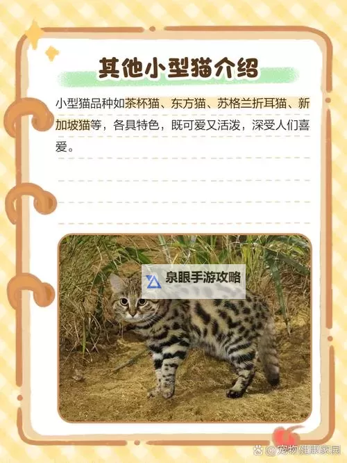 成人平台猫咪：萌态万千，引领宠物文化新潮图1