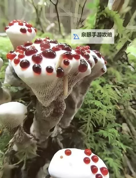 神秘紫黑色蘑菇头顶开花缝的奇异景象探索图1
