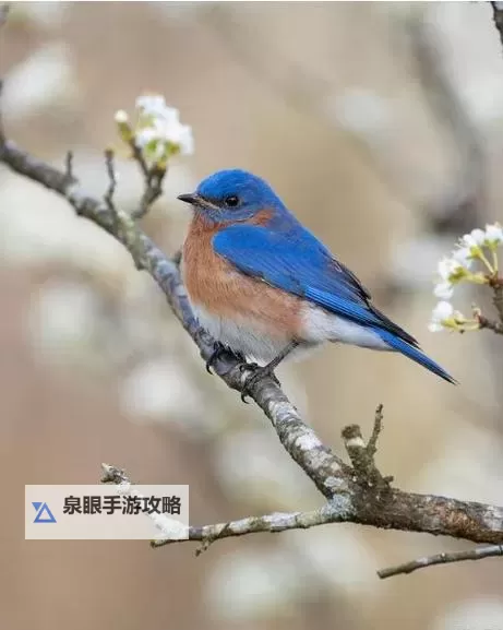 命运之刃电脑版下载 命运之刃电脑版的安装使用方法图1