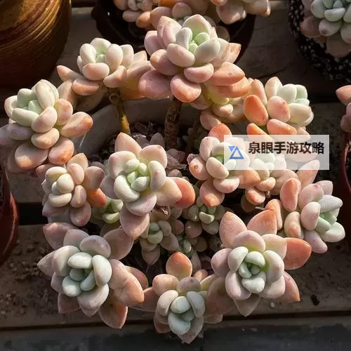 整篇都是车的多肉1V4推荐：全面解析多肉植物与汽车结合的创新体验图1