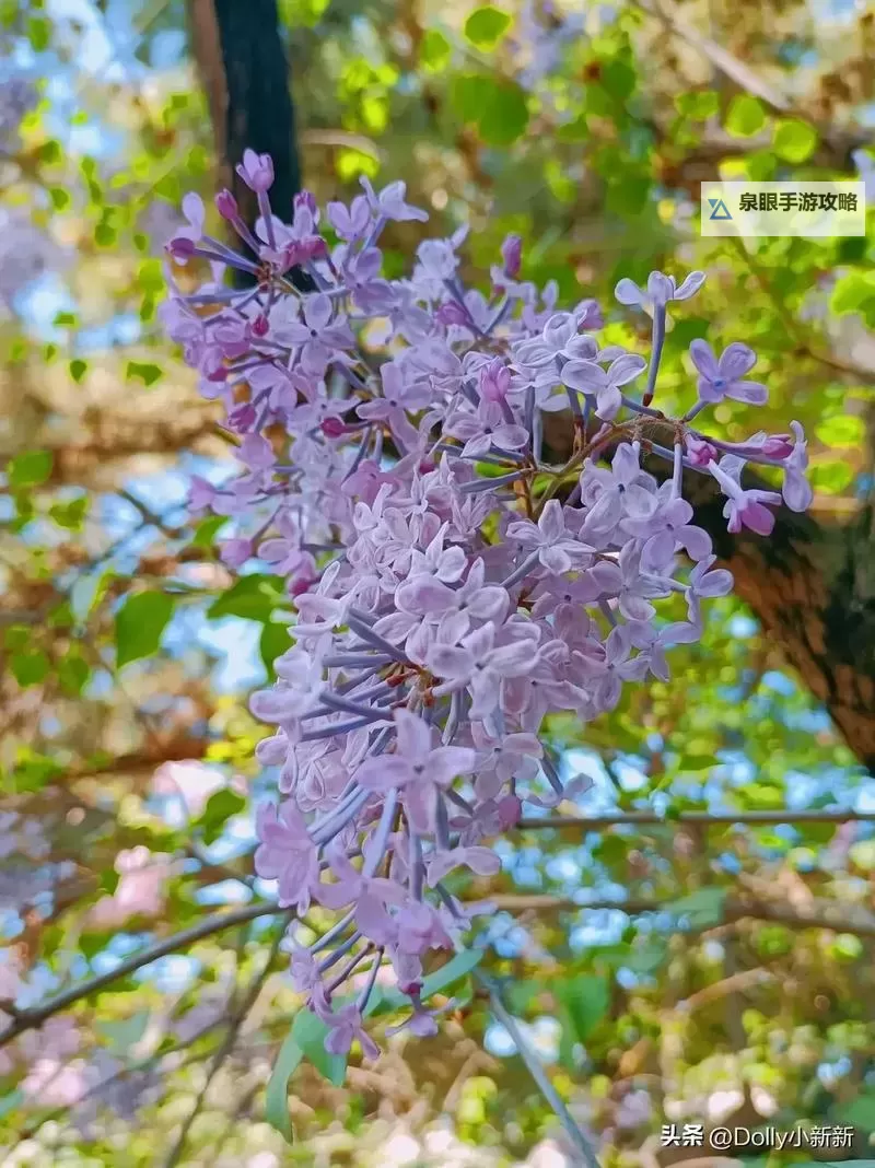 探索无限欢乐体验：综合开心五月丁香带来的精彩时刻图1