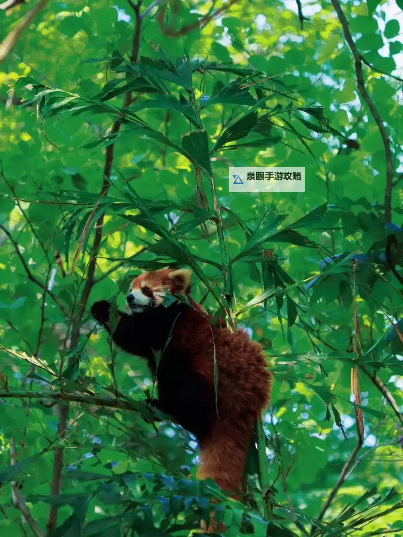 探秘中国zoo：奇趣动物与精彩展览全揭秘图1