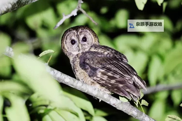 《怪物猎人荒野》美声歌鸮位置分享 美声歌鸮在哪捕捉图1