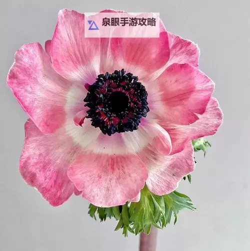 《动物森友会》粉色银莲花杂交及培育方法 粉色银莲花怎么杂交图1