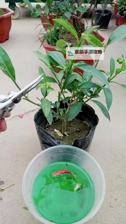 夜来香扦插72小时:快速生根的关键技巧与注意事项图1