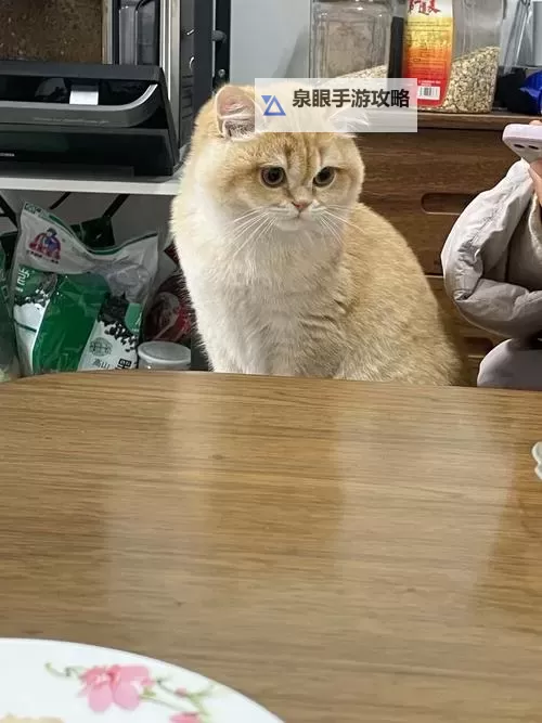 温馨故事:坐在腿上吃饭连在一起的温暖时光图2