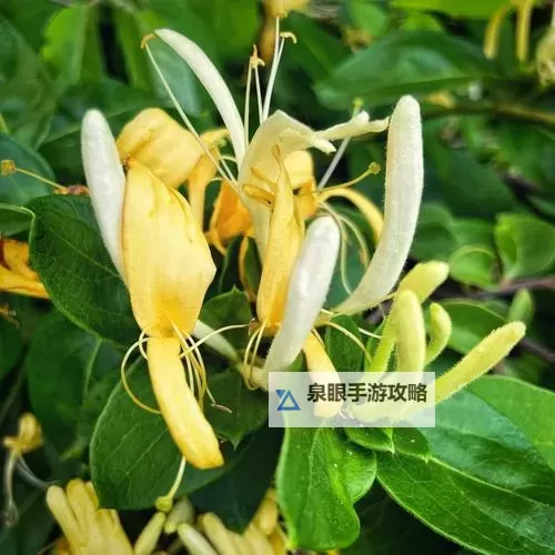 【推荐】厕所金银花花露免费看——体验清新芳香的最佳选择图1