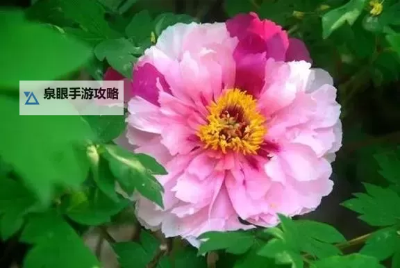 国色天香超碰一卡二卡：焕发绝世魅力的诗意之选图1