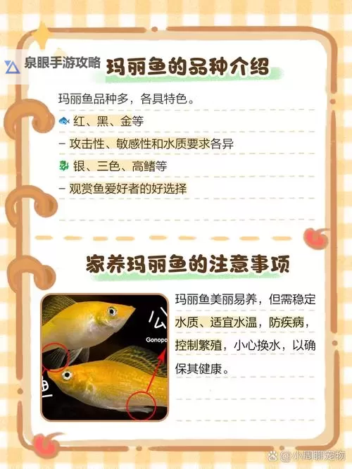 小玛丽捕鱼双开挂机软件推荐  怎么双开小玛丽捕鱼详细图文教程图2