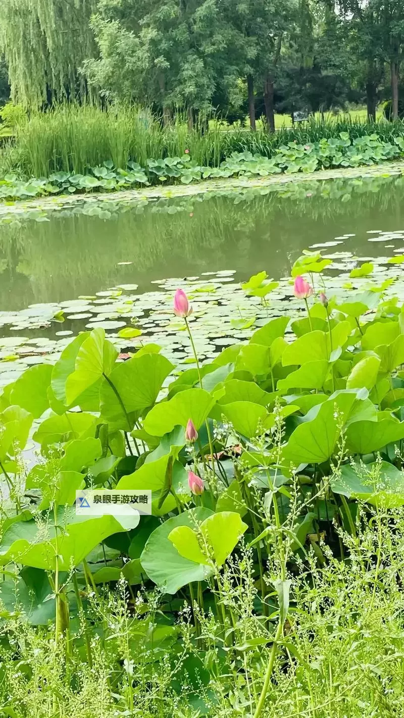 诺菲娅是召唤师怎么双开  诺菲娅是召唤师双开挂机软件推荐图1
