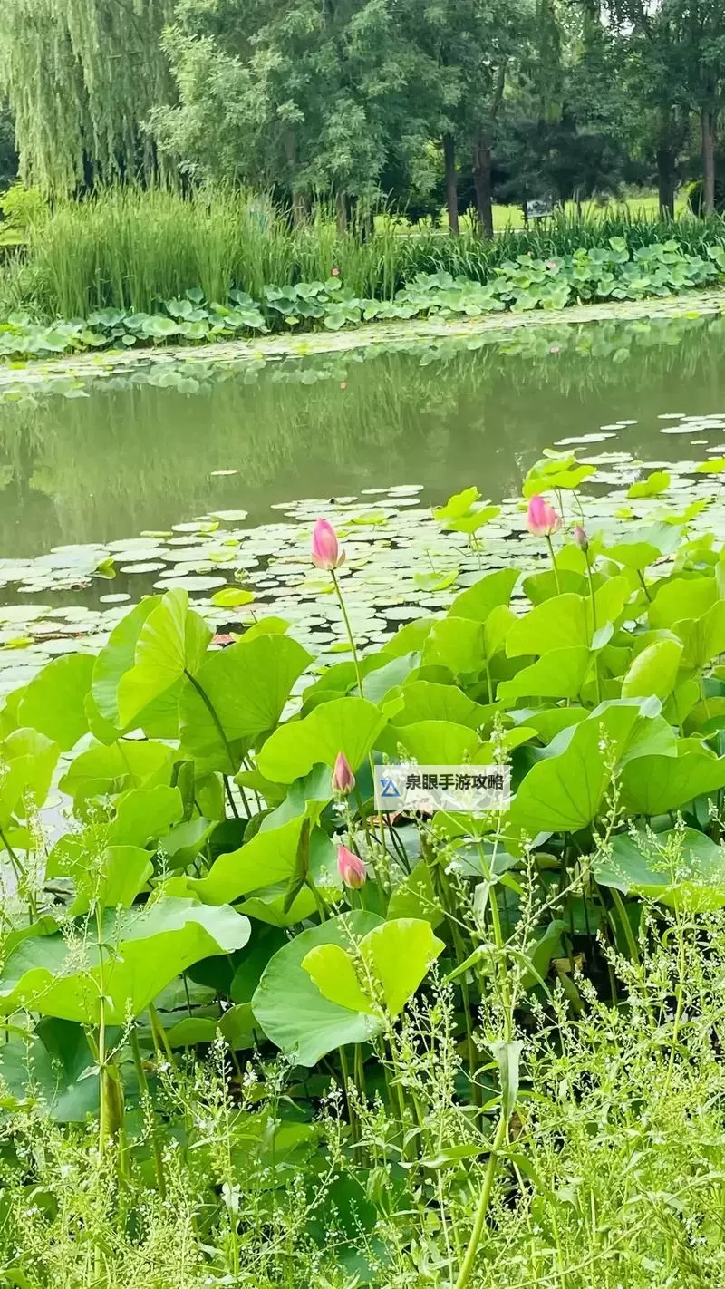 闫盼盼在线播放：最新高清观看攻略推荐图1