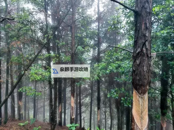 《博德之门3》法师职业能力一览 8号补丁法师有哪些职业能力图1