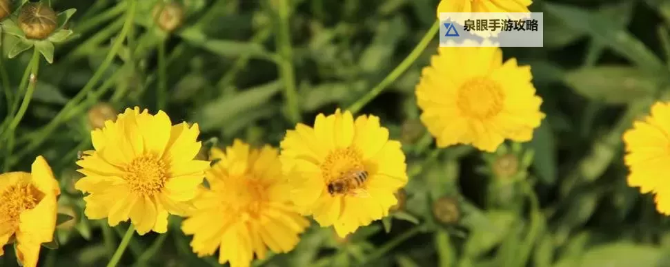 祖国小黄花必看免费资源推荐：掌握最新必阅内容图1