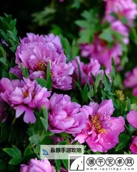 亭亭玉立国色天香四月天成人精品：醉美四月，绝世佳人尽展芳华图1