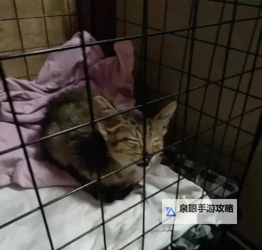 温暖人心:感人故事——拯救小猫咪的勇敢行动图2