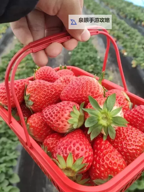 邢台草莓直播视频全景赏析：带你领略最新鲜的果园风采图1