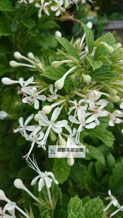 《死亡教堂》Demo最终BOSS元帅速杀演示图1