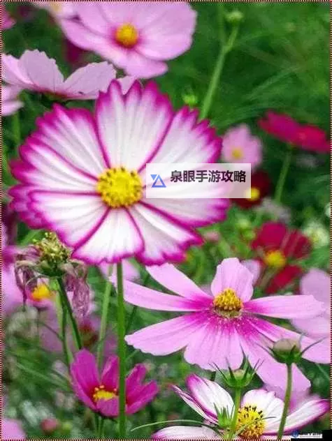 老公生日3Q：花落归途，温暖回归的幸福时光图1
