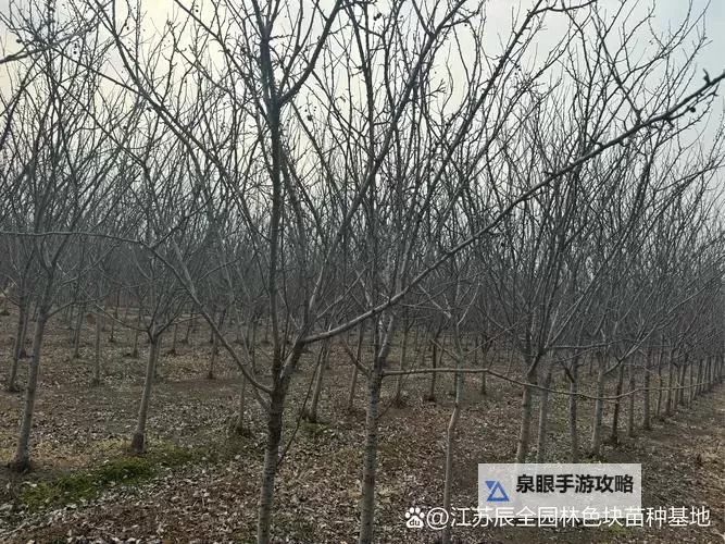 优质RB灌溉JY系统助力海棠初一高效成长图1