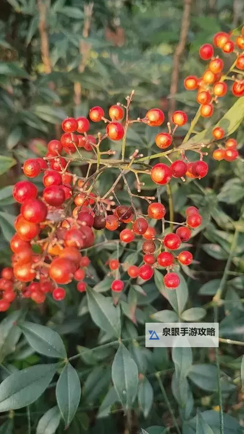 玉林红豆网：打造玉林本地优质资讯与交流平台图1