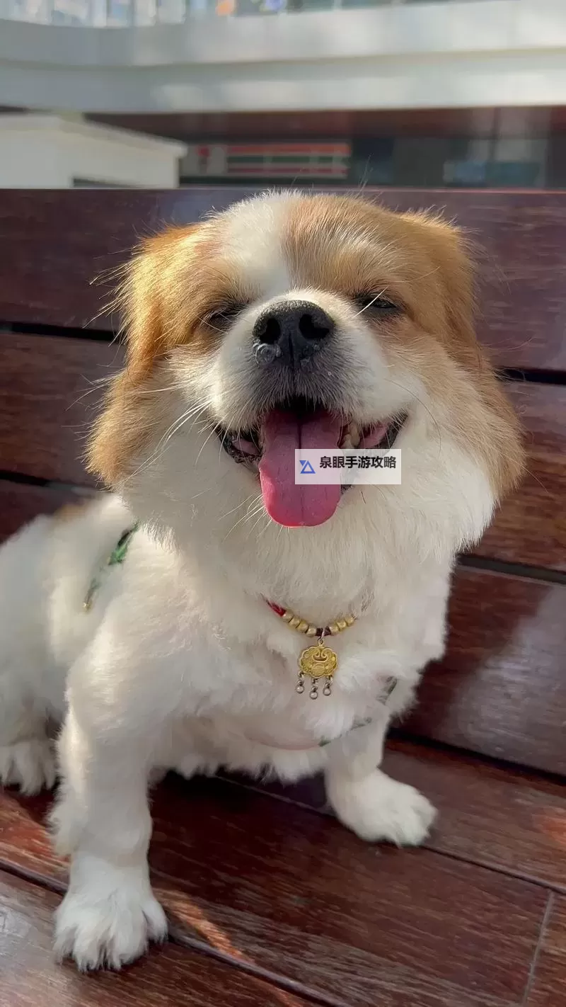 探索全球人狗小视频国外网站推荐与精彩内容展示图1