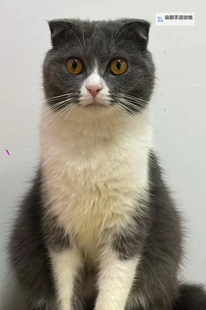 成人猫咪免费版:畅享趣味养成体验图1